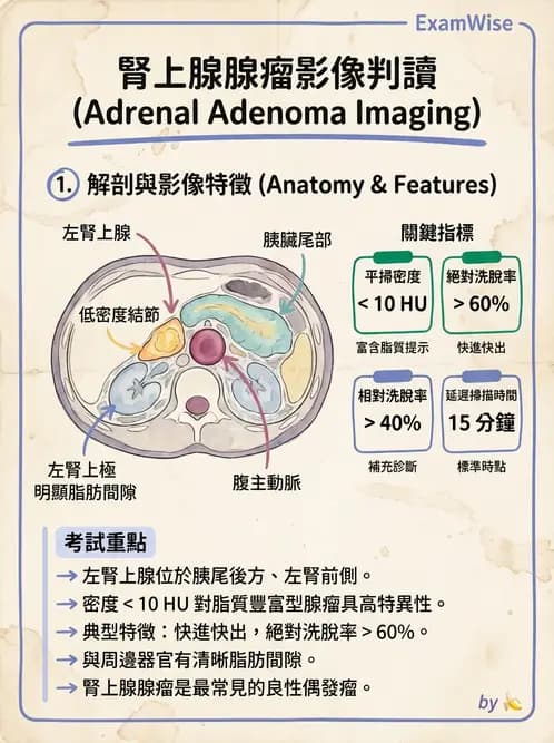 放射 - 胸腹部CT診斷 - AI 圖文解析預覽
