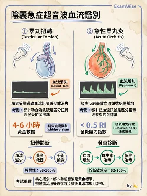 放射 - 泌尿生殖與小器官超音波 - AI 圖文解析預覽