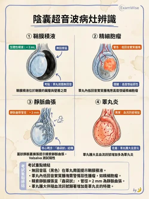 放射 - 泌尿生殖與小器官超音波 - AI 圖文解析預覽