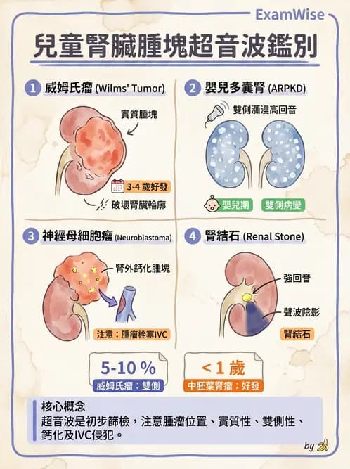 放射 - 腎臟血管與其他超音波 - AI 圖文解析預覽
