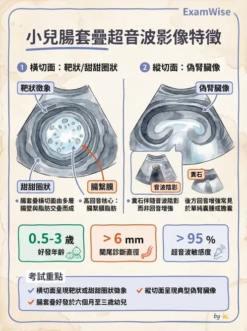 放射 - 腎臟血管與其他超音波 - AI 圖文解析預覽