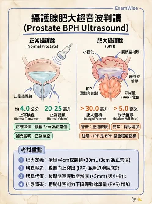 放射 - 泌尿生殖與小器官超音波 - AI 圖文解析預覽