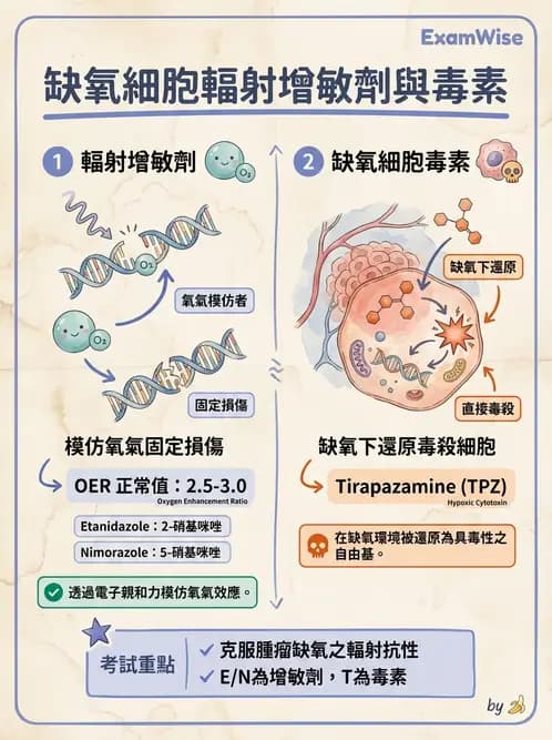 放射 - 輻射增敏與保護 - AI 圖文解析預覽