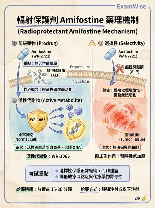 放射 - 輻射增敏與保護 - AI 圖文解析預覽