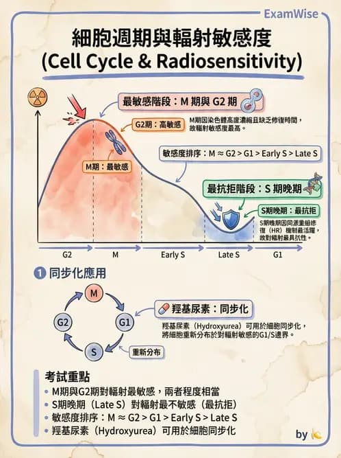 放射 - 細胞存活曲線與週期 - AI 圖文解析預覽