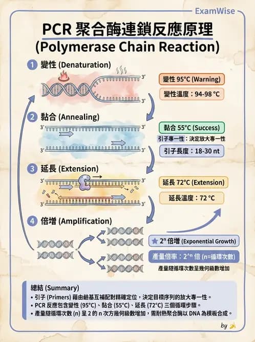 放射 - 輻射生物分子技術 - AI 圖文解析預覽
