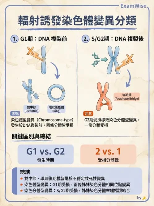 放射 - DNA傷害與修復 - AI 圖文解析預覽