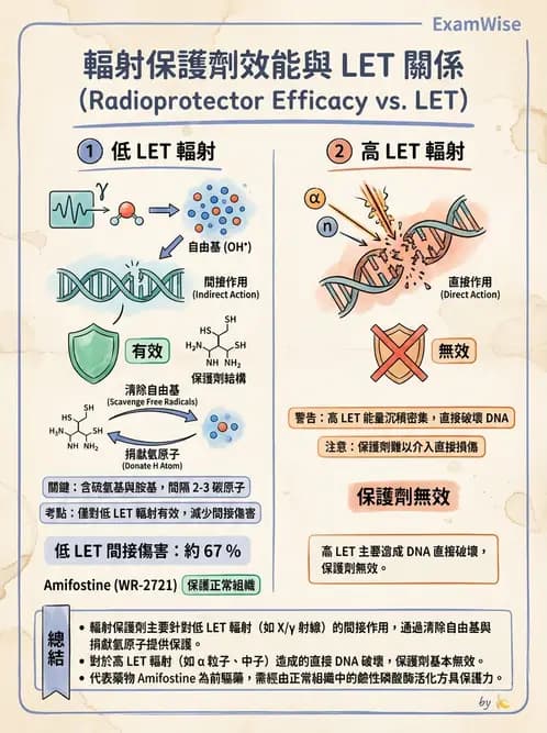 放射 - 輻射增敏與保護 - AI 圖文解析預覽