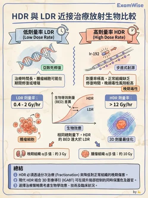放射 - 腔內近接治療 - AI 圖文解析預覽