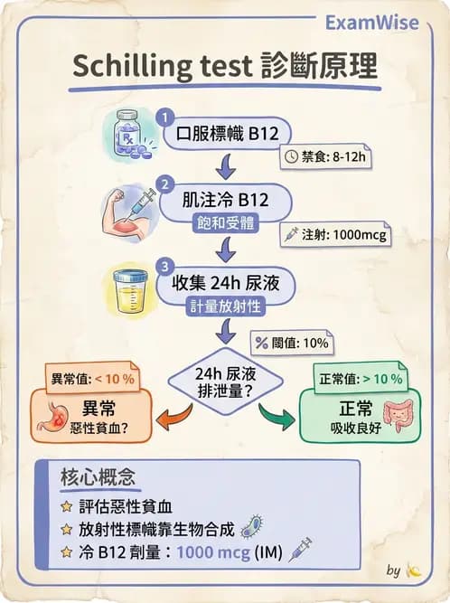 放射 - 消化道造影 - AI 圖文解析預覽