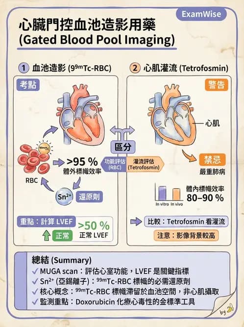 放射 - 肺肝膽與製劑通則 - AI 圖文解析預覽