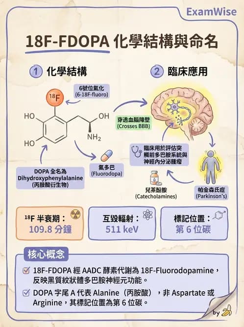 放射 - 腦神經PET藥物 - AI 圖文解析預覽