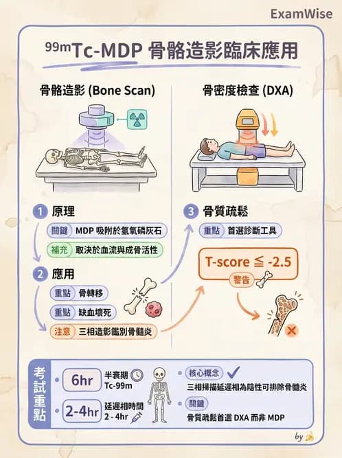 放射 - 骨骼造影 - AI 圖文解析預覽