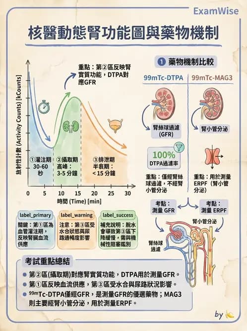 放射 - 腎臟造影 - AI 圖文解析預覽