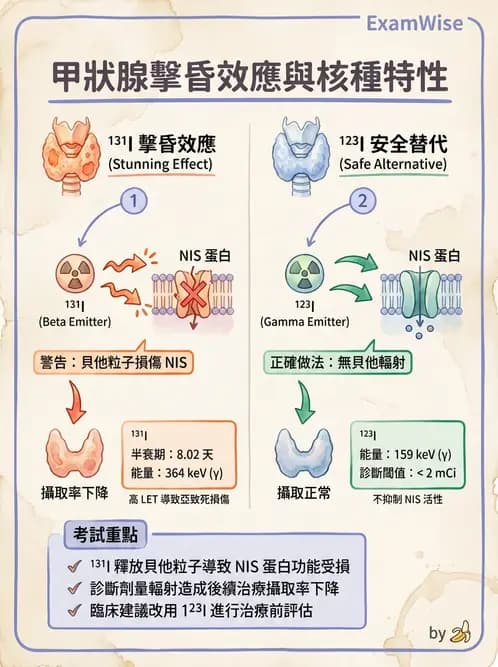 放射 - 甲狀腺造影 - AI 圖文解析預覽