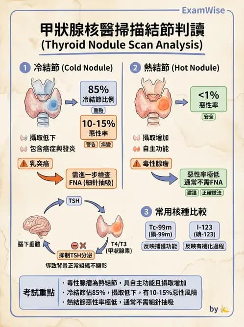 放射 - 甲狀腺造影 - AI 圖文解析預覽