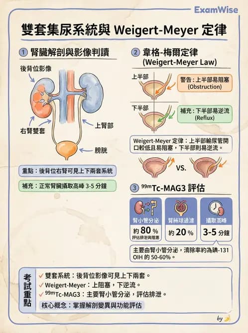 放射 - 腎臟造影 - AI 圖文解析預覽