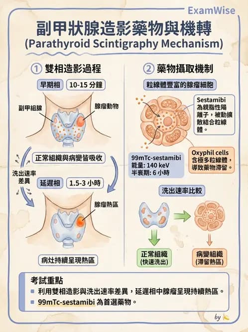 放射 - 副甲狀腺與前哨淋巴結造影 - AI 圖文解析預覽