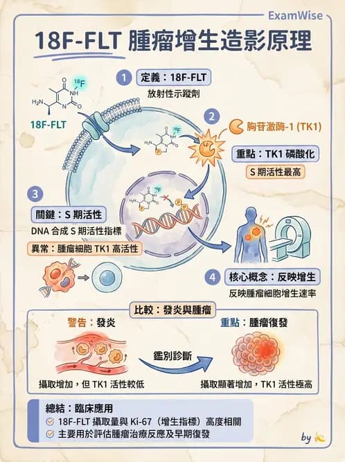 放射 - 腫瘤PET藥物 - AI 圖文解析預覽
