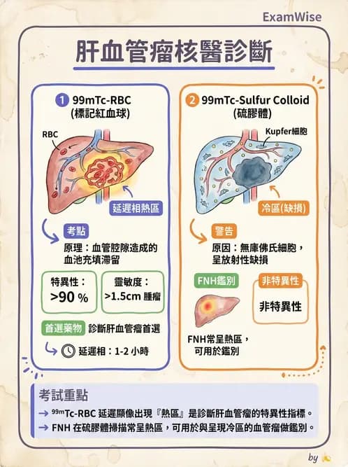 放射 - 肝膽造影 - AI 圖文解析預覽