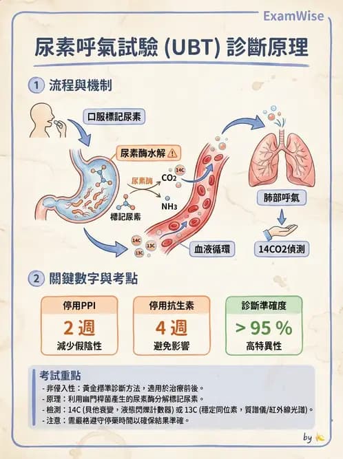 放射 - 消化道造影 - AI 圖文解析預覽
