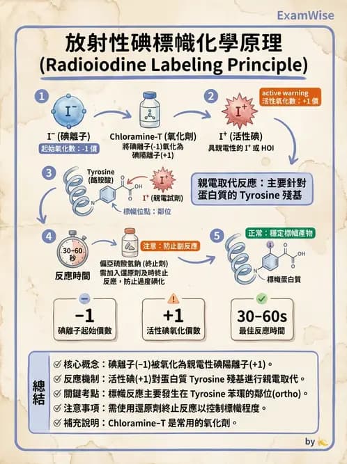 放射 - 抗體製備與標幟技術 - AI 圖文解析預覽