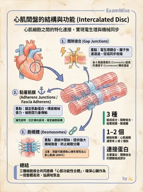 放射 - 心血管生理 - AI 圖文解析預覽