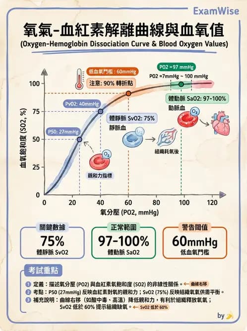 放射 - 呼吸生理 - AI 圖文解析預覽