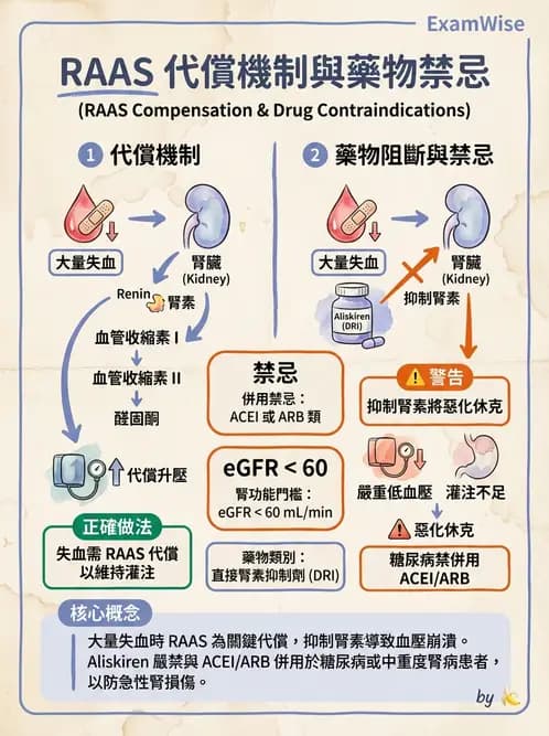 放射 - 腎臟生理 - AI 圖文解析預覽