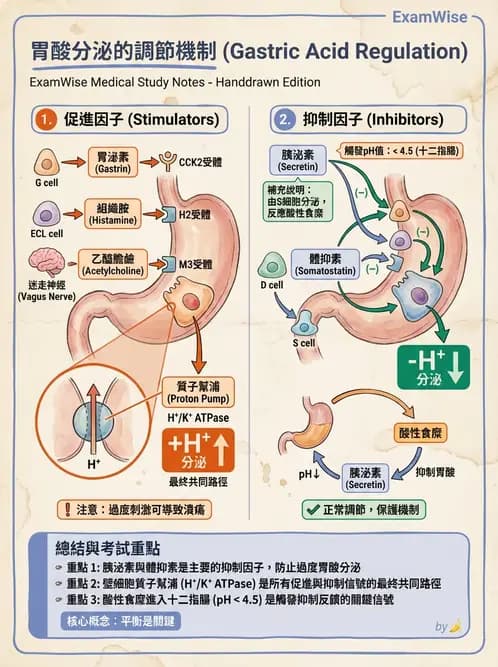放射 - 胃腸生理 - AI 圖文解析預覽