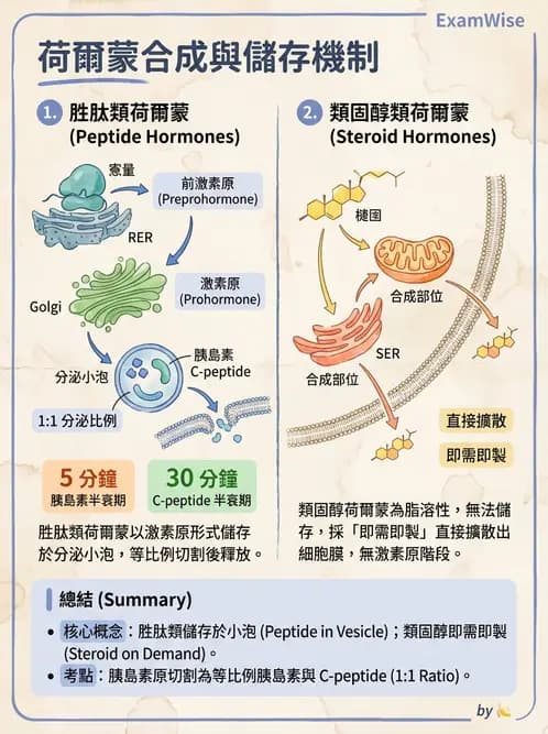 放射 - 內分泌生理 - AI 圖文解析預覽