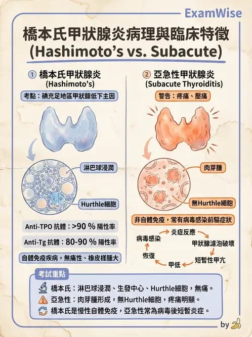 放射 - 內分泌系統疾病 - AI 圖文解析預覽