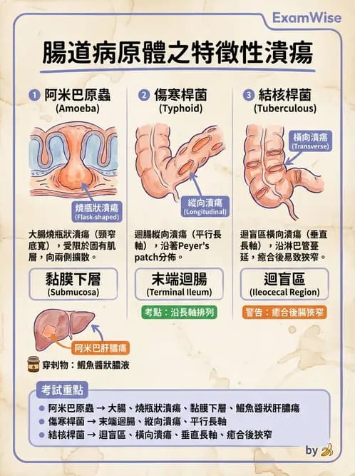 放射 - 口腔及腸胃道疾病 - AI 圖文解析預覽