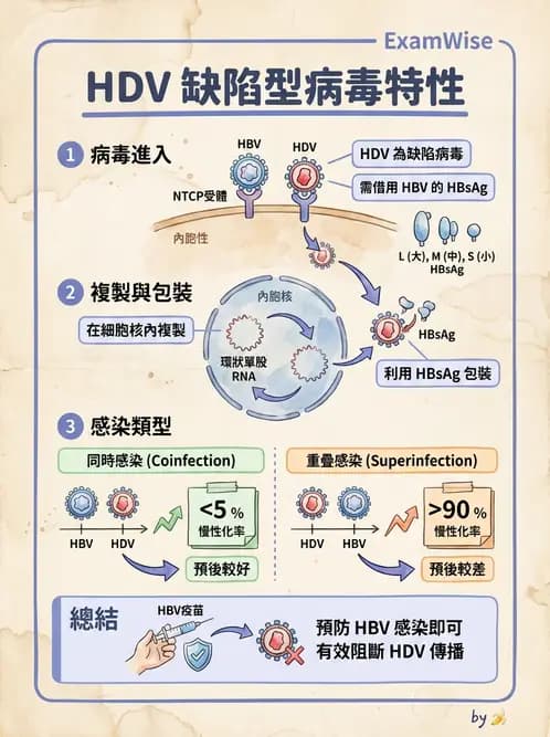 放射 - 肝臟、膽道及胰臟疾病 - AI 圖文解析預覽