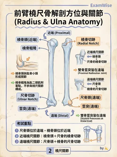 放射 - 骨骼系統 - AI 圖文解析預覽