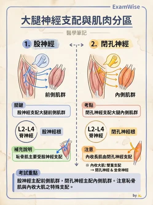 放射 - 脊神經叢與肢體神經 - AI 圖文解析預覽