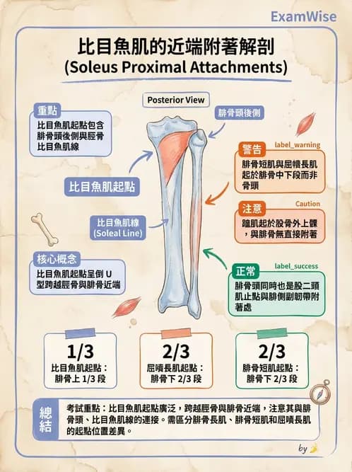 放射 - 下肢肌肉 - AI 圖文解析預覽