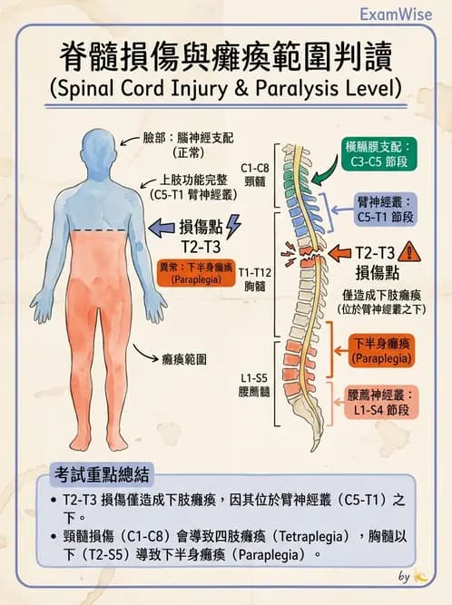 放射 - 腦幹、脊髓與腦室系統 - AI 圖文解析預覽