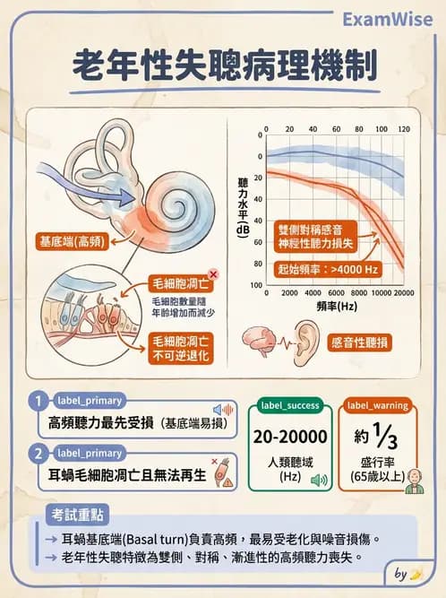 放射 - 特殊感官 - AI 圖文解析預覽