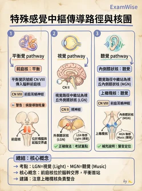 放射 - 特殊感官 - AI 圖文解析預覽