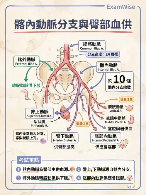 放射 - 血管 - AI 圖文解析預覽
