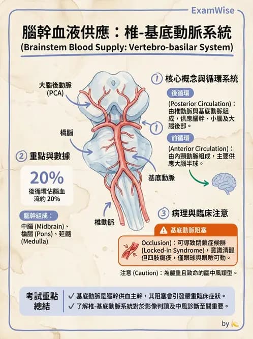 放射 - 血管 - AI 圖文解析預覽