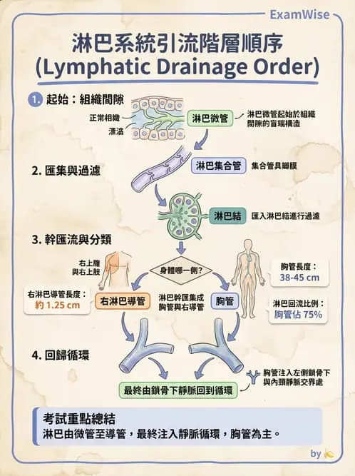 放射 - 淋巴及免疫系統 - AI 圖文解析預覽
