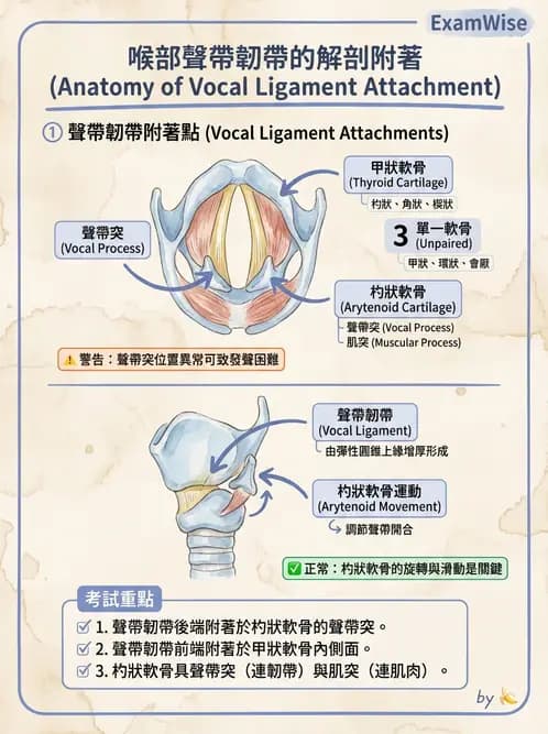 放射 - 呼吸系統 - AI 圖文解析預覽