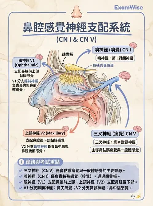 放射 - 腦神經 - AI 圖文解析預覽