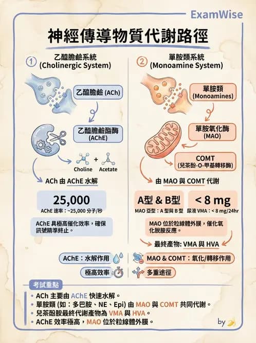 放射 - 神經生理 - AI 圖文解析預覽