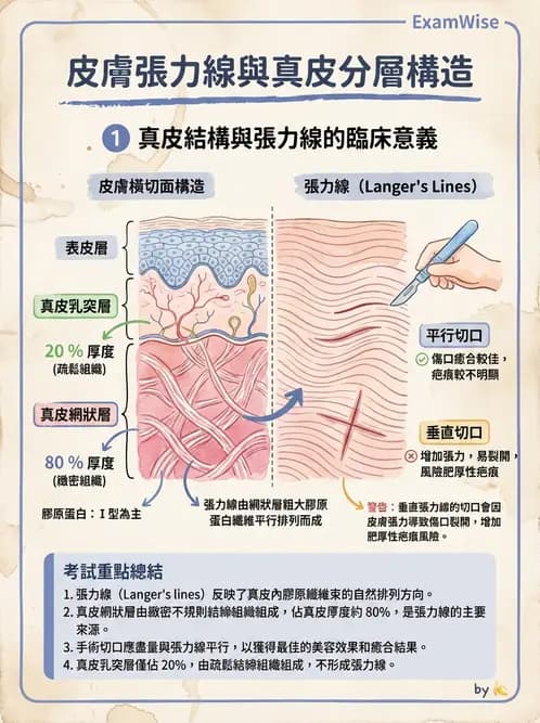 放射 - 細胞、組織與外皮系統 - AI 圖文解析預覽