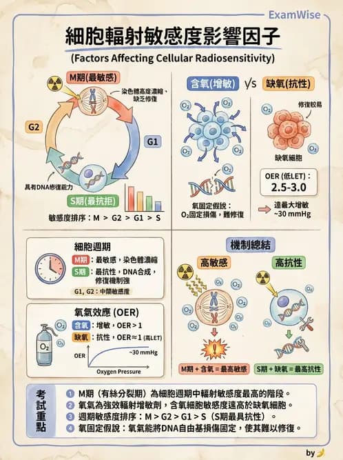 放射 - DNA損傷修復與細胞效應 - AI 圖文解析預覽