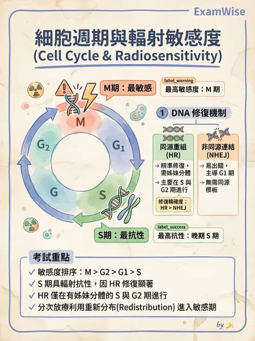 放射 - DNA損傷修復與細胞效應 - AI 圖文解析預覽
