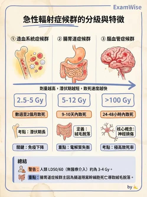 放射 - 全身性輻射效應 - AI 圖文解析預覽